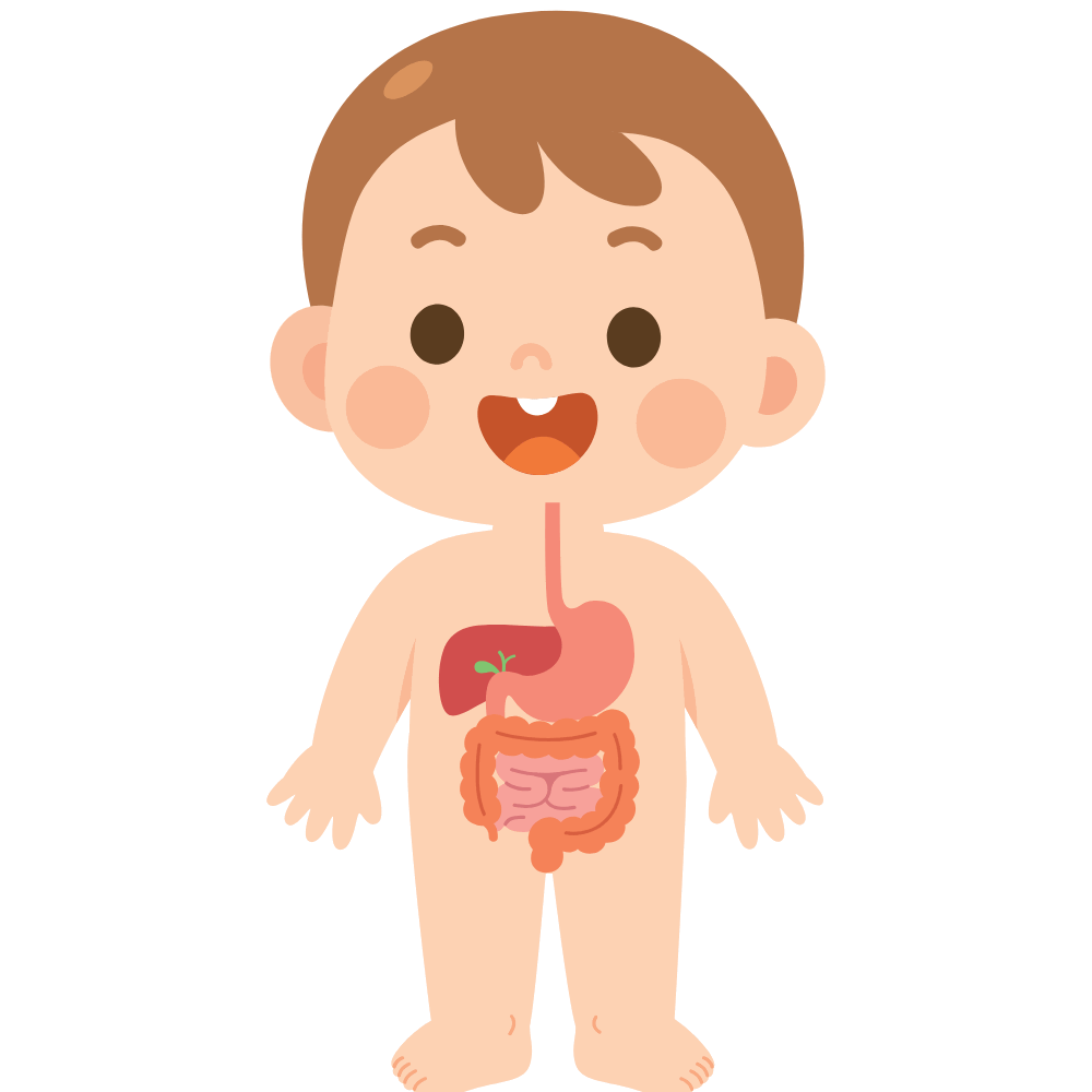 Natural herbs and foods that support digestive health"