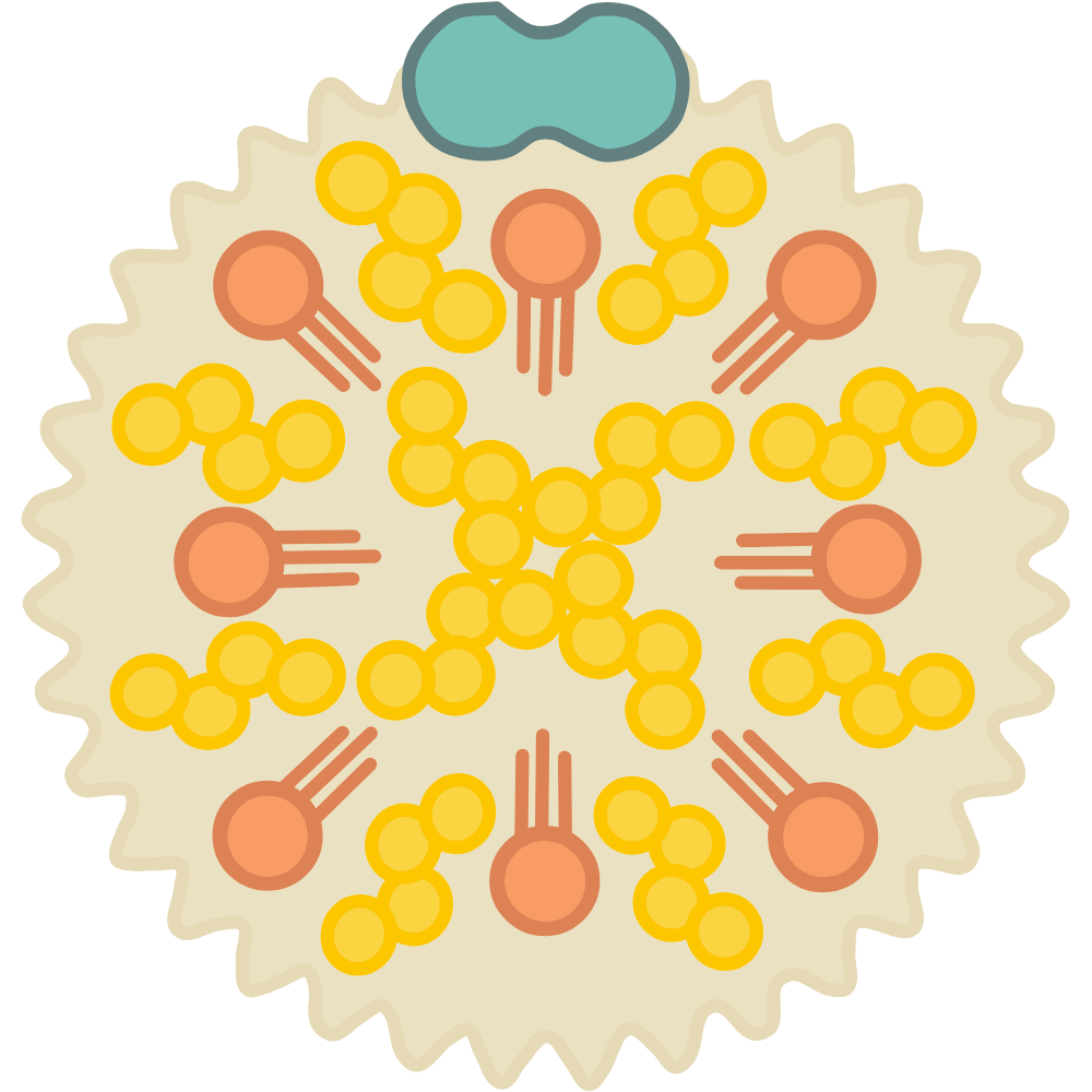 Coriander powder – natural spice that helps lower cholesterol and supports heart health