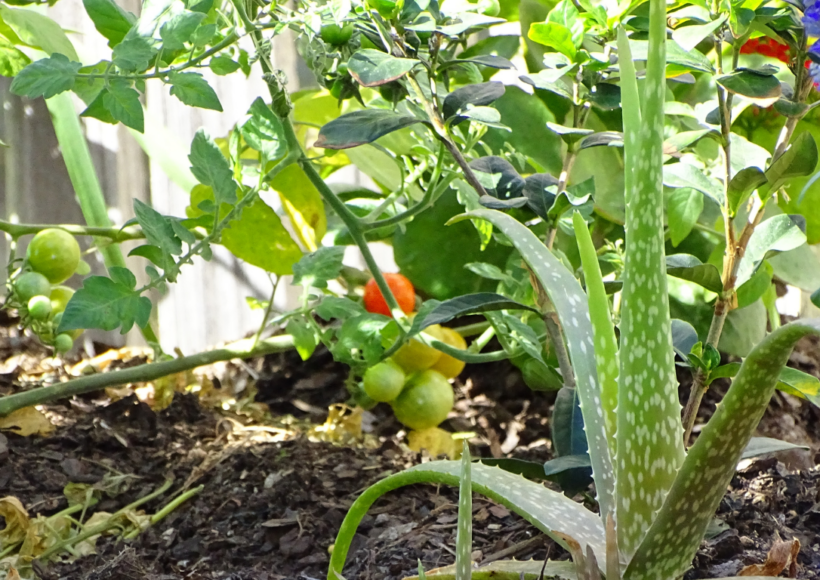 17 Jaw Dropping Benefits Of Aloe Vera- The Secret Of Cleopatra! 11 Its Cooling Gel Helps Reduce Redness And Inflammation From Sunburn.