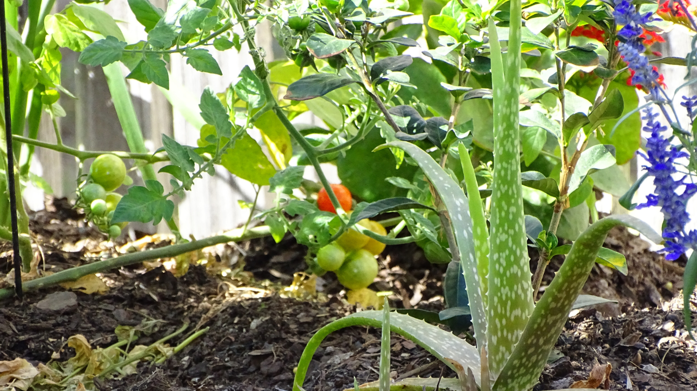 Its Cooling Gel Helps Reduce Redness And Inflammation From Sunburn.