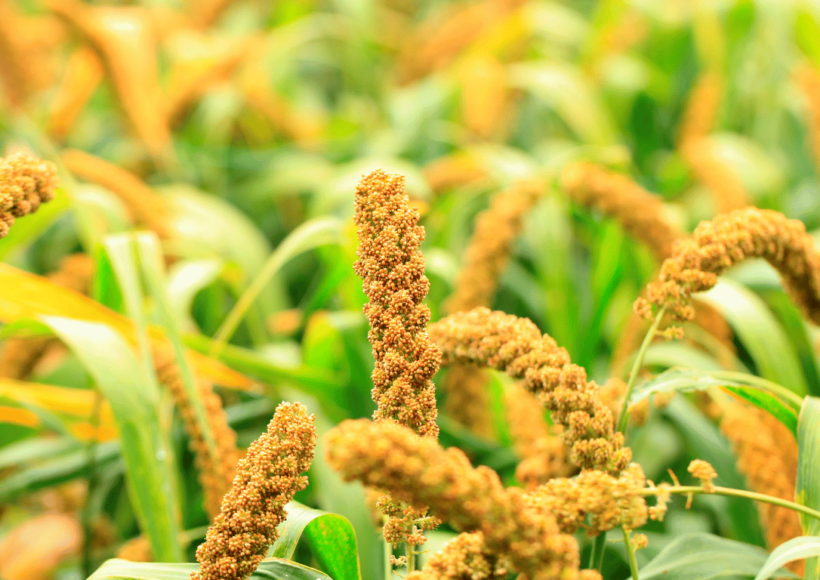 Foxtail Millets / Thinai / Health Benefits – Buy Now At The Best Price!
