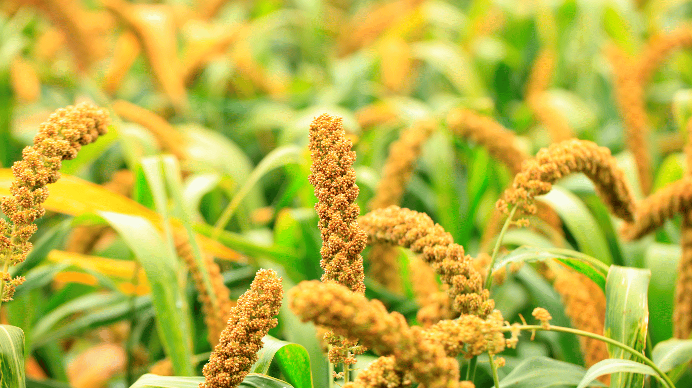 Foxtail Millets / Thinai / Health Benefits – Buy Now At The Best Price!