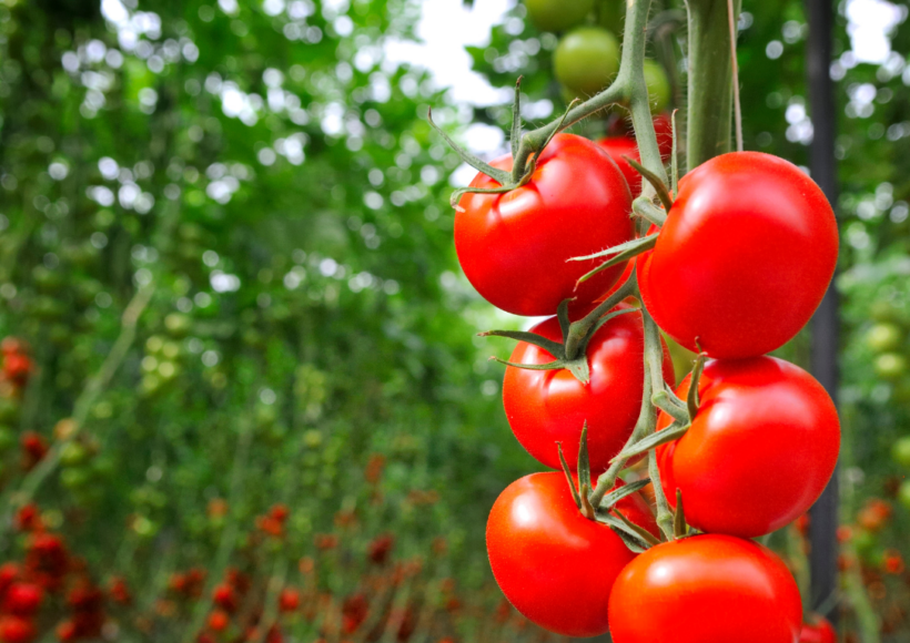 Organic Vs Inorganic Food! How To Eat Organic In A Low Budget? 30 Often Richer In Nutrients Like Antioxidants And Vitamins