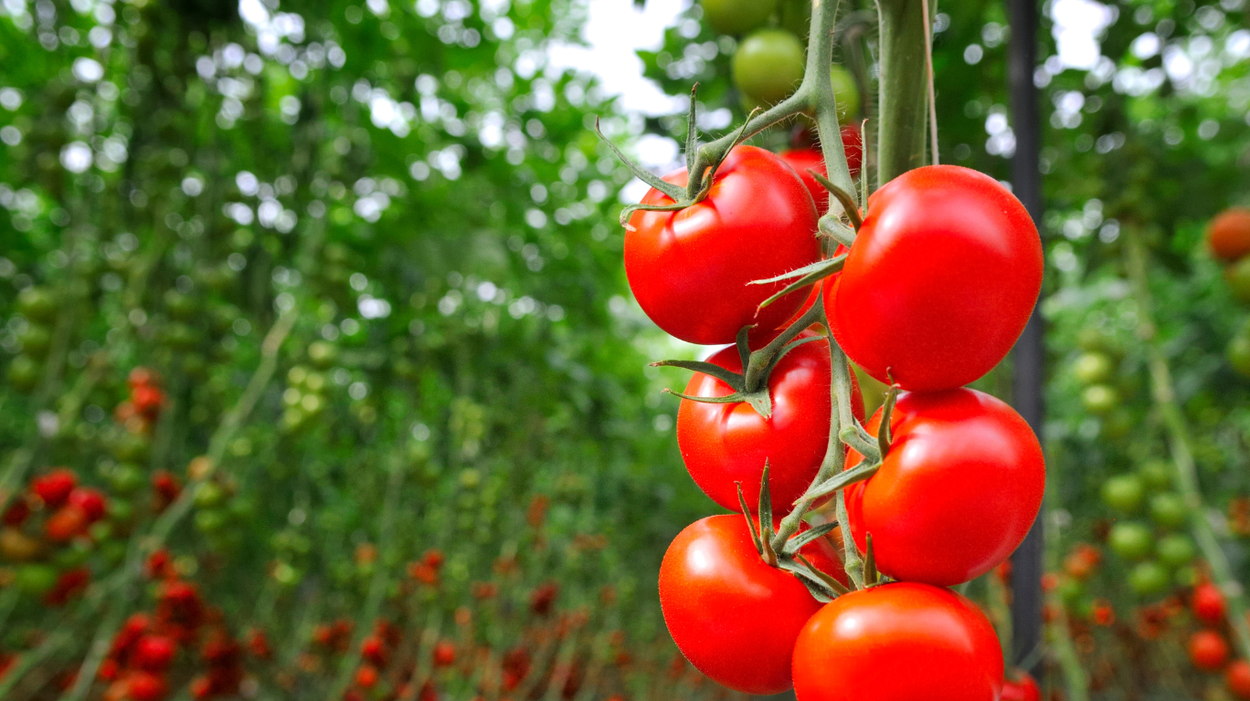 Often Richer In Nutrients Like Antioxidants And Vitamins