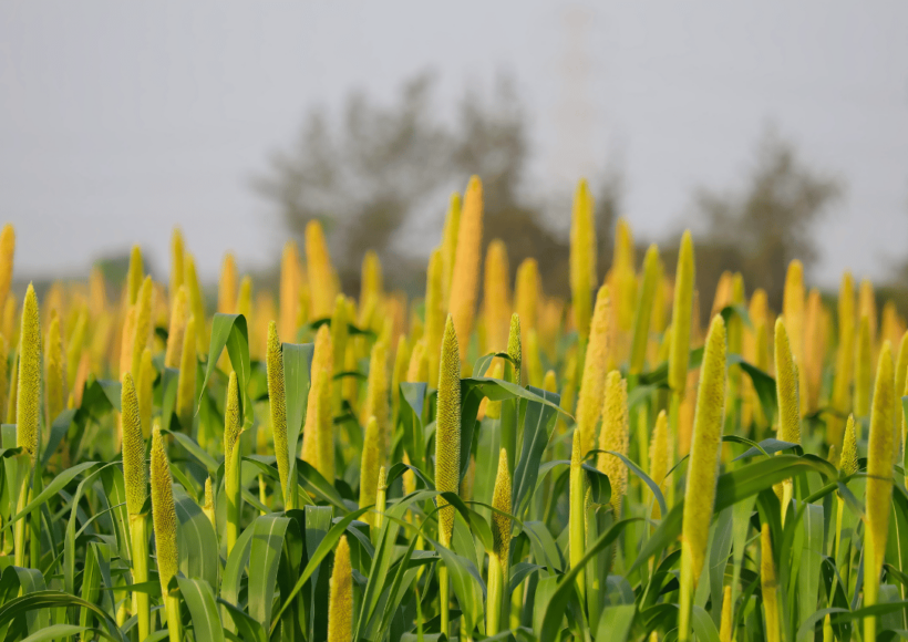 Panivaragu Proso Millets Health Benefits Buy Now