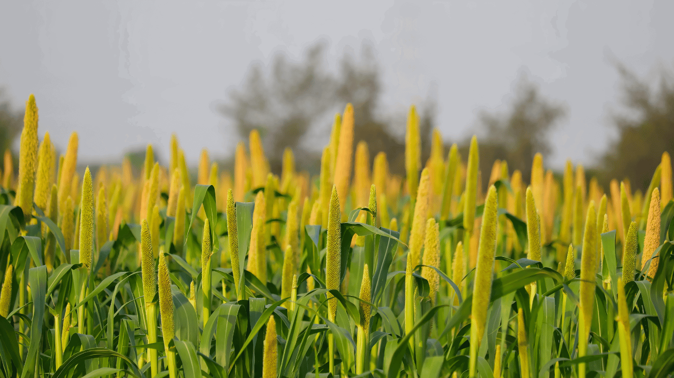 Panivaragu | Proso Millets Health Benefits| Buy Now At The Best Price! 1 Panivaragu Proso Millets Health Benefits Buy Now