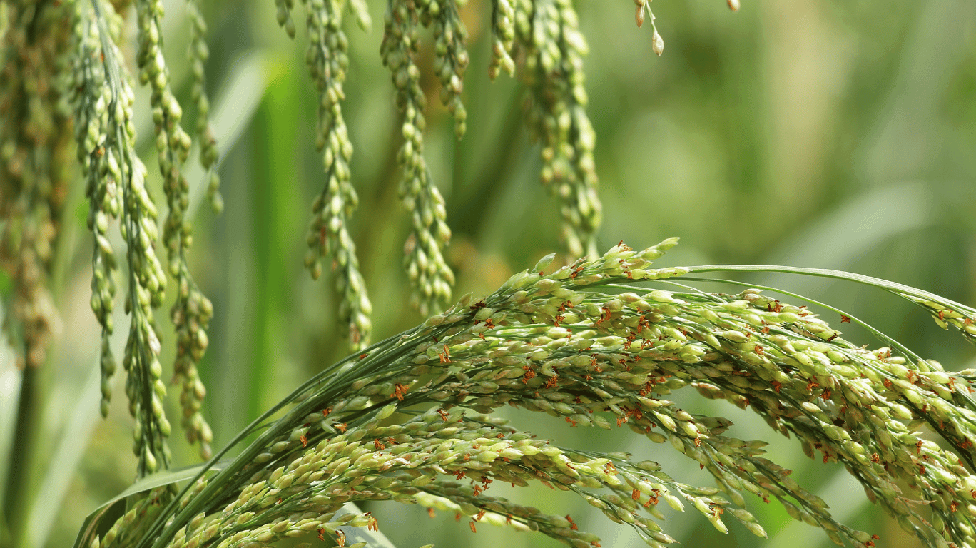 Samai |Little Millets|Health Benefits| Buy Now At The Best Price! 2 Little-Millets_Health-Benefits_-Buy-