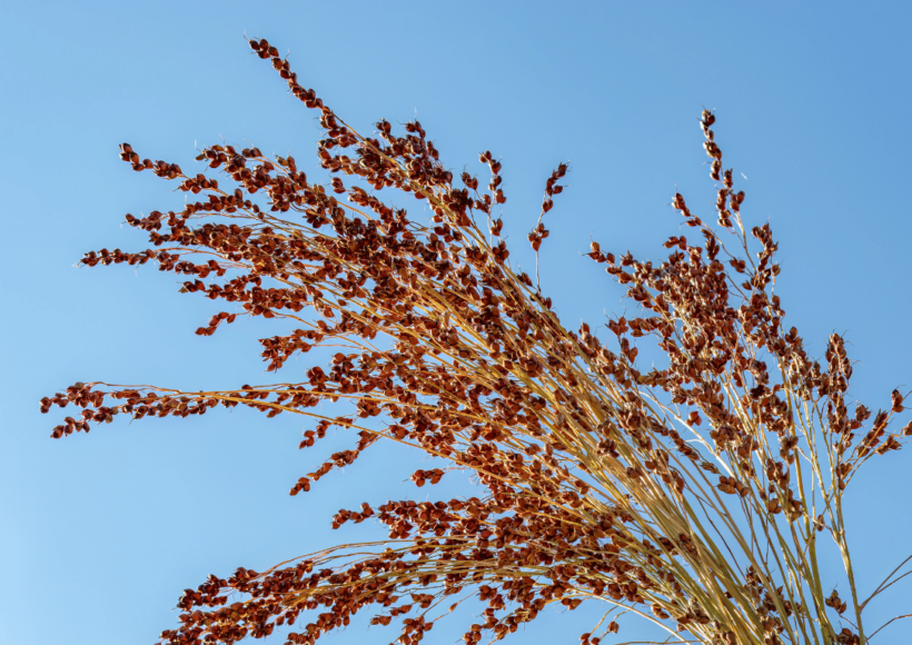 What Is Special About Standard Samai Little Millets