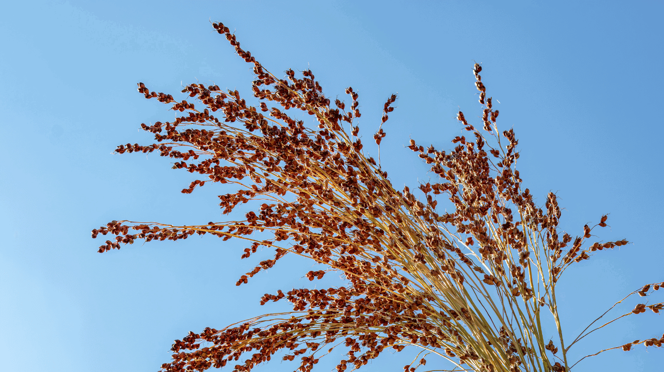 Samai |Little Millets|Health Benefits| Buy Now At The Best Price! 1 What Is Special About Standard Samai Little Millets