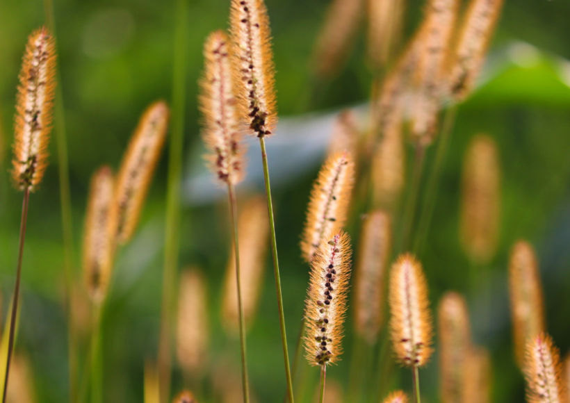 Barnyard Millets (Kuthiraivali) - 100% Pure Quality, Buy Now At The Best Price Online