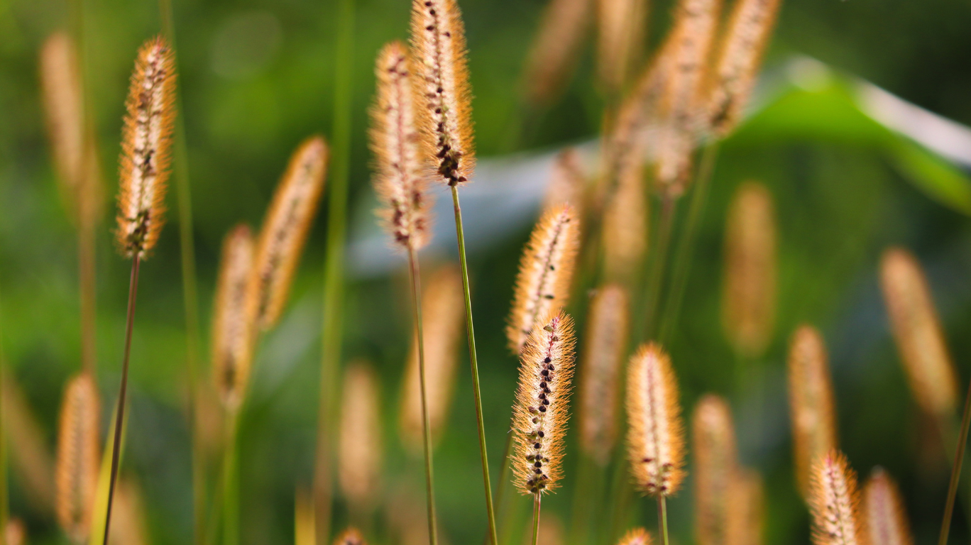 Barnyard Millets (Kuthiraivali) At Pure Quality - Buy Now At The Best Price! 1 Barnyard Millets (Kuthiraivali) - 100% Pure Quality, Buy Now At The Best Price Online