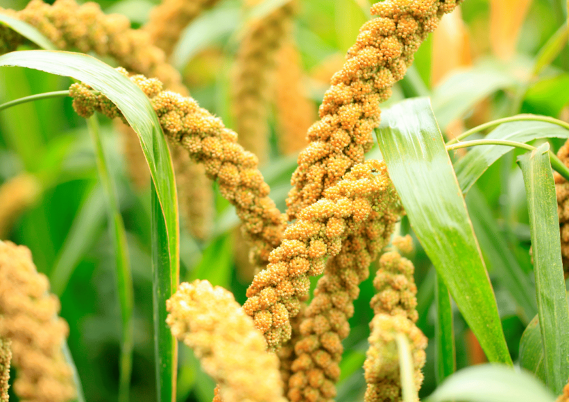 Kodo-Millet-Varagu-Health-Benefits-Best-Price.