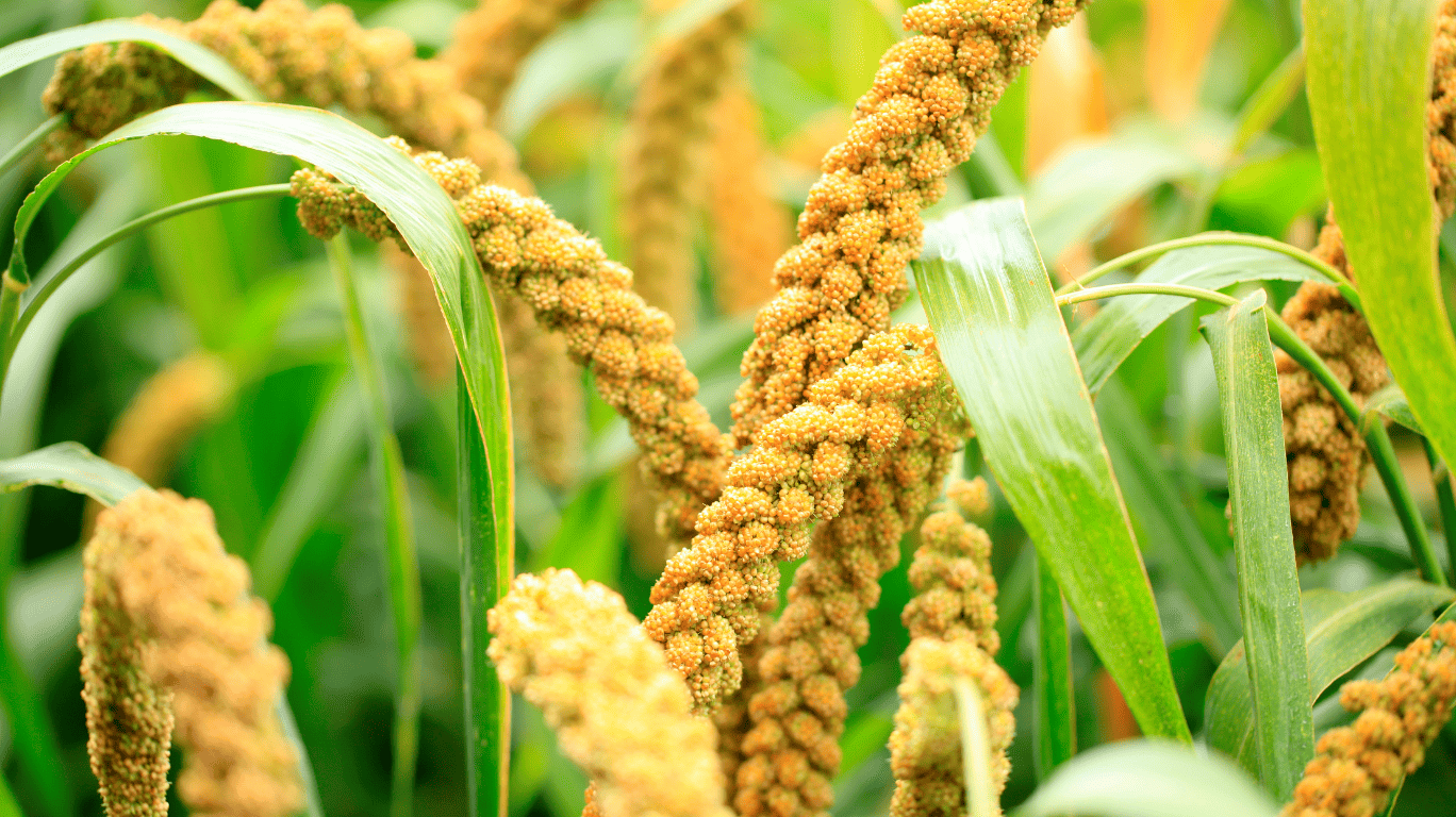 Kodo Millets | Varagu Health Benefits| Buy Now At The Best Price! 1 Kodo-Millet-Varagu-Health-Benefits-Best-Price.