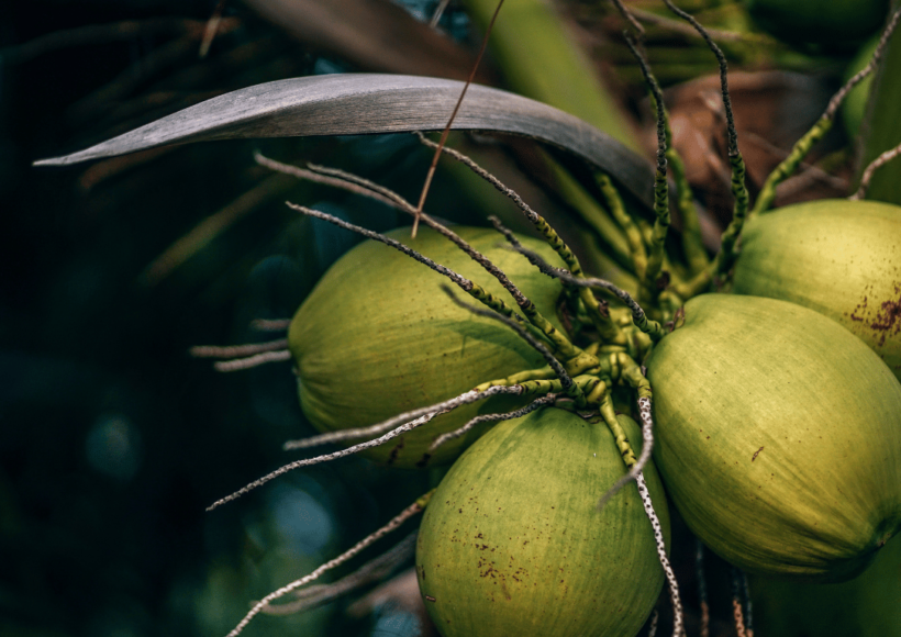 12 Stunning Uses Of Virgin Coconut Oil! 14 Virgin Coconut Oil