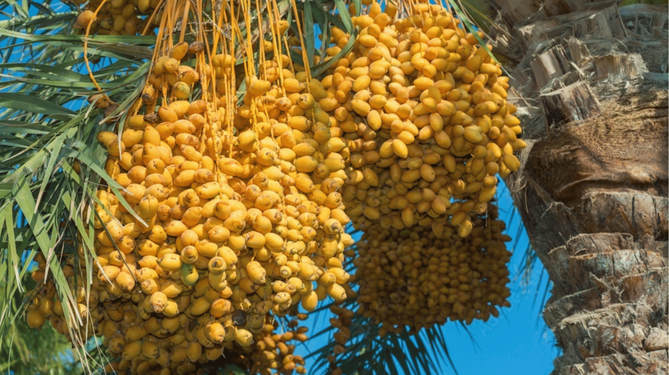 13 Reasons To Add Black Dates To Your Diet Today