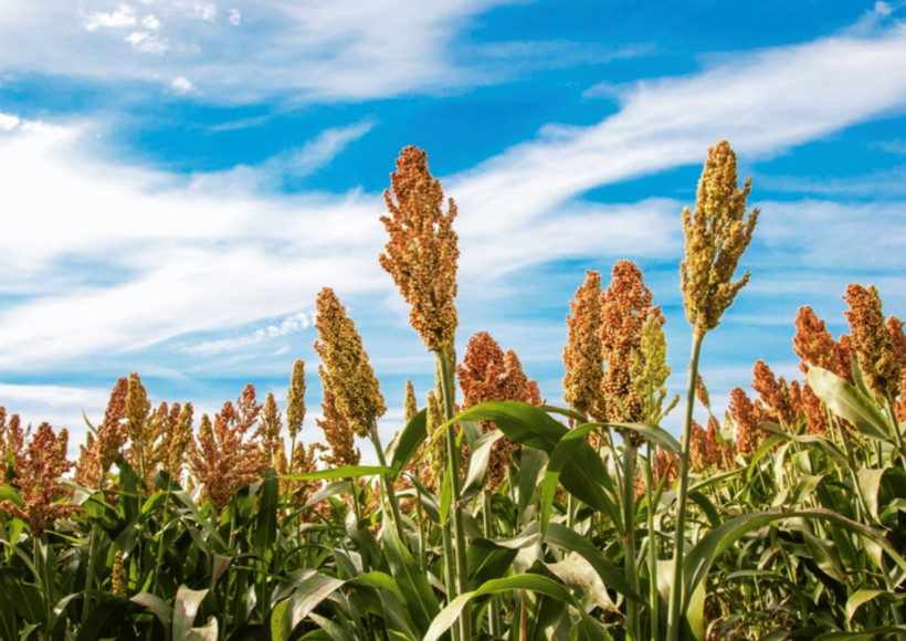 5 Fascinating Uses Of Cholam (Sorghum Millets)! 9 5 Fascinating Uses Of Cholam (Sorghum Millets) - Discover The Versatile And Nutritious Benefits Of This Ancient Grain