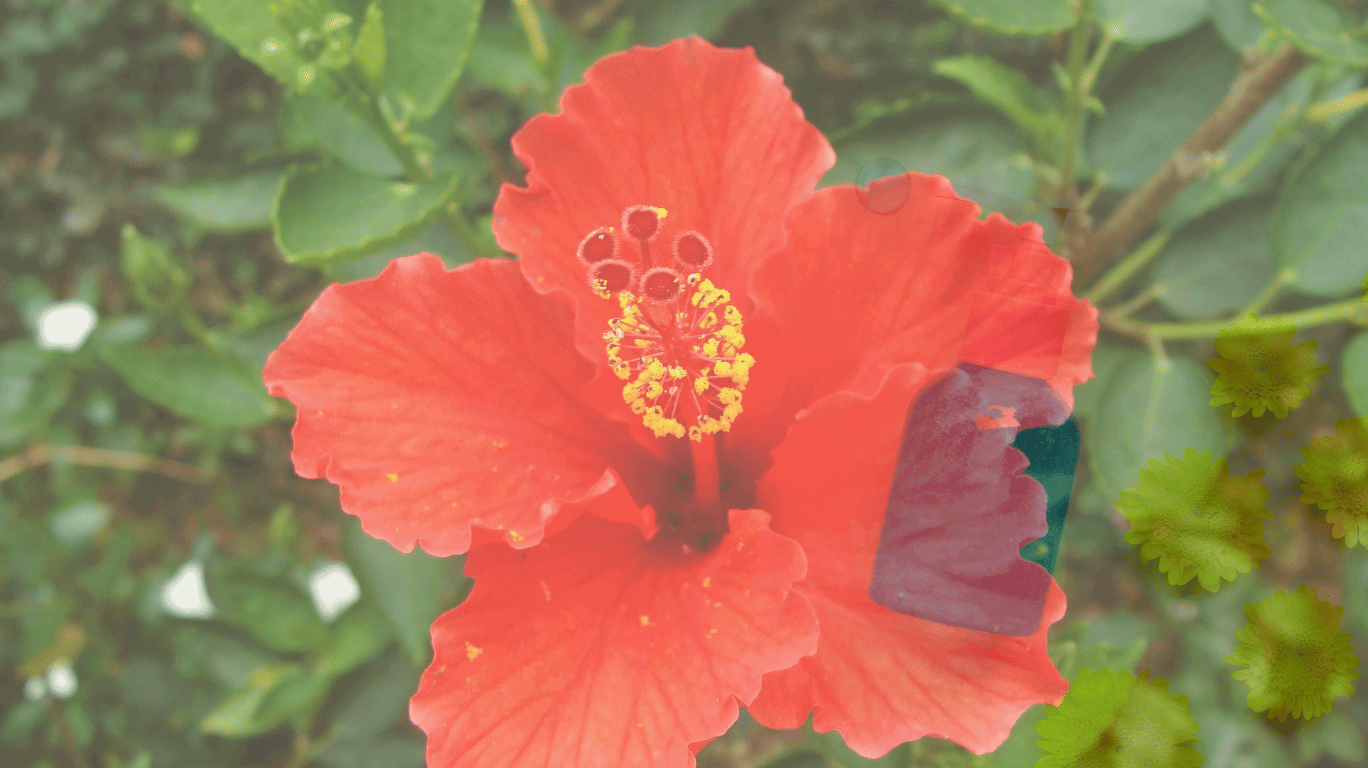  Hibiscus Contains Compounds Like Anthocyanins And Polyphenols That Have Been Shown To Inhibit The Growth Of Harmful Bacteria. These Compounds May Help Fight Off Bacterial Infections And Support The Body'S Immune Response.