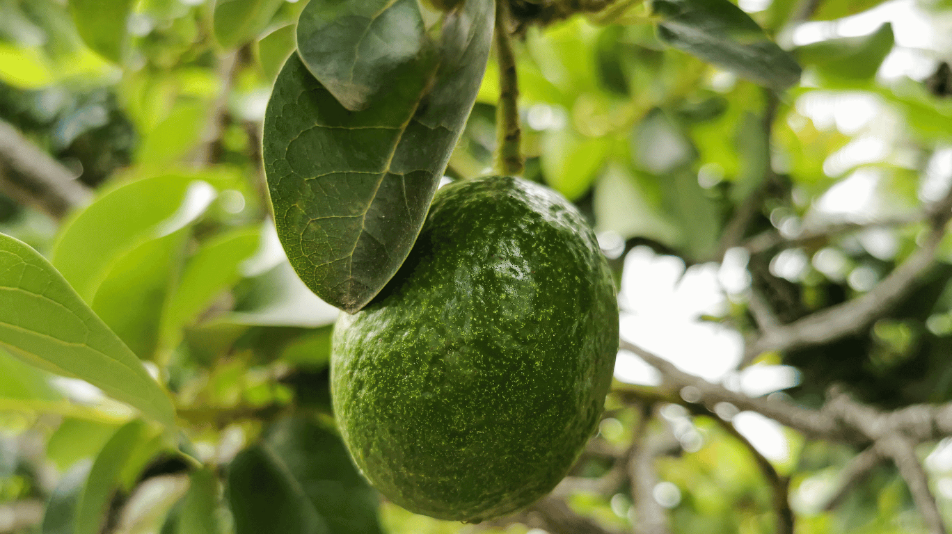 Avocado Breastmilk Puree, A Creamy And Nutritious Snack For Your Baby