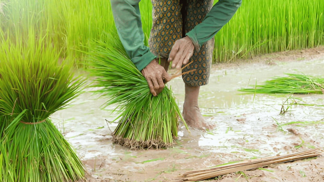 Traditional Karunguruvai Rice: A Nutritional Treasure