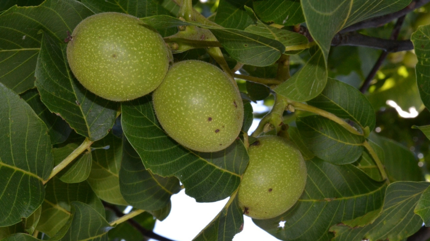 5 Miraculous Benefits Of Walnuts! 3 Healthy Benefits Of Walnuts – Rich In Omega-3, Boosts Brain Health, Supports Heart Health, And Aids Digestion