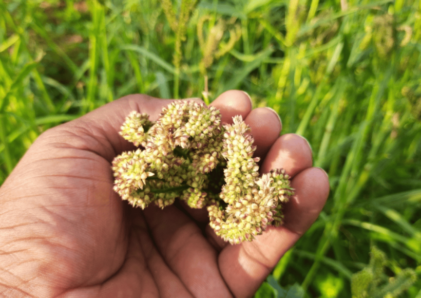 5 Must Know Benefits And Recipes Of Varagu (Kodo Millets) 15 Kodo Millet Is Rich In Fiber, Antioxidants, And Essential Vitamins, Making It An Excellent Choice For A Wholesome Meal