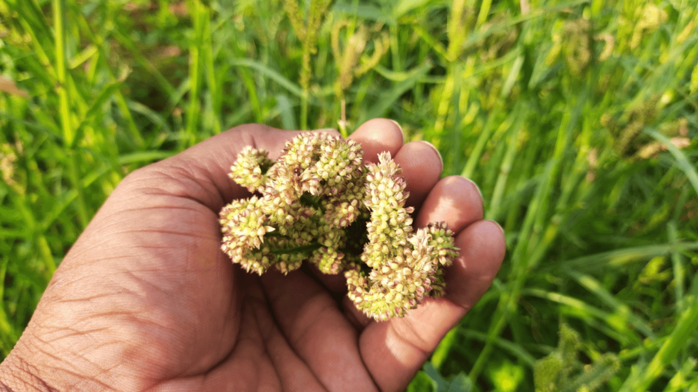 Kodo Millet Is Rich In Fiber, Antioxidants, And Essential Vitamins, Making It An Excellent Choice For A Wholesome Meal