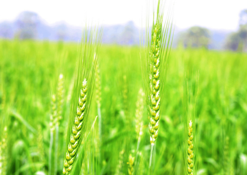 5 Fascinating Uses Of Kuthiravali (Barnyard Millets)! 8 5 Fascinating Uses Of Kuthiravali Barnyard Millet – Health Benefits, Cooking Ideas, And Nutritional Value