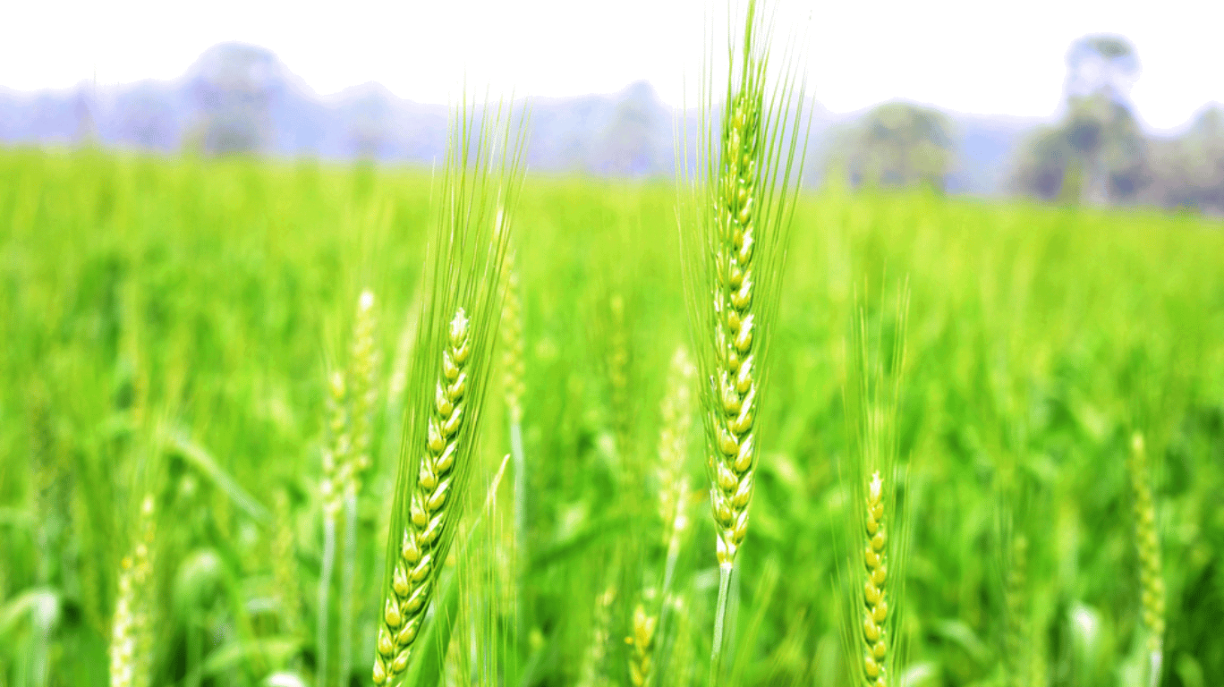 5 Fascinating Uses Of Kuthiravali Barnyard Millet – Health Benefits, Cooking Ideas, And Nutritional Value