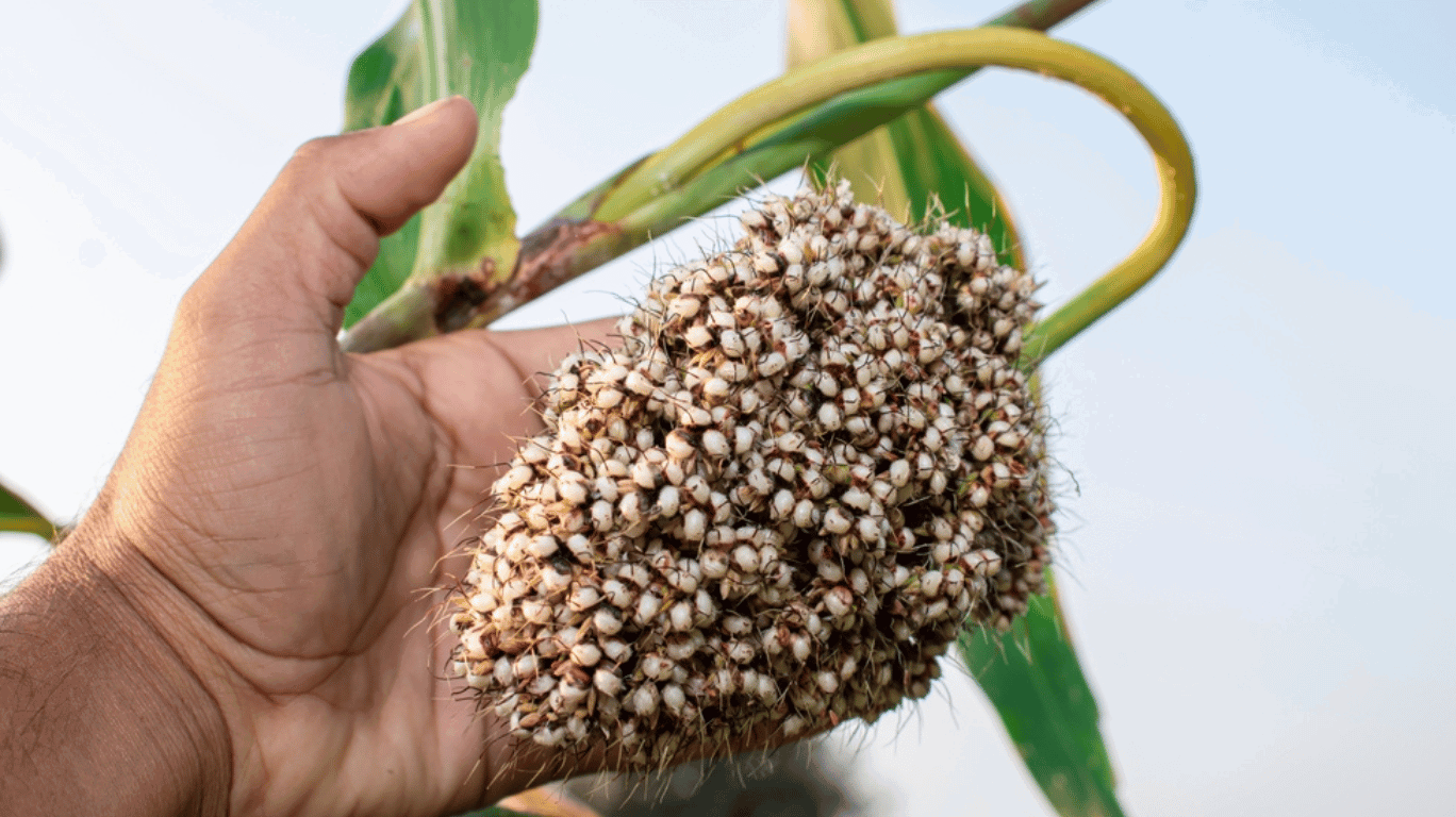 Nutritional Benefits Of Sorghum Millet, Packed With Fiber, Protein, And Essential Vitamins