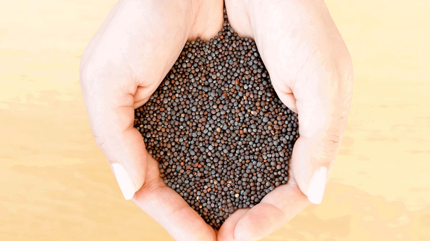 Mustard Oil Vs Groundnut Oil 1 Mustard Oil Is A Versatile Oil Used For Cooking, Skincare, And Hair Care. It Enhances Flavor In Indian Dishes, Boosts Heart Health, Improves Circulation, And Is Also Used For Body Massage To Relieve Pain And Nourish The Skin.