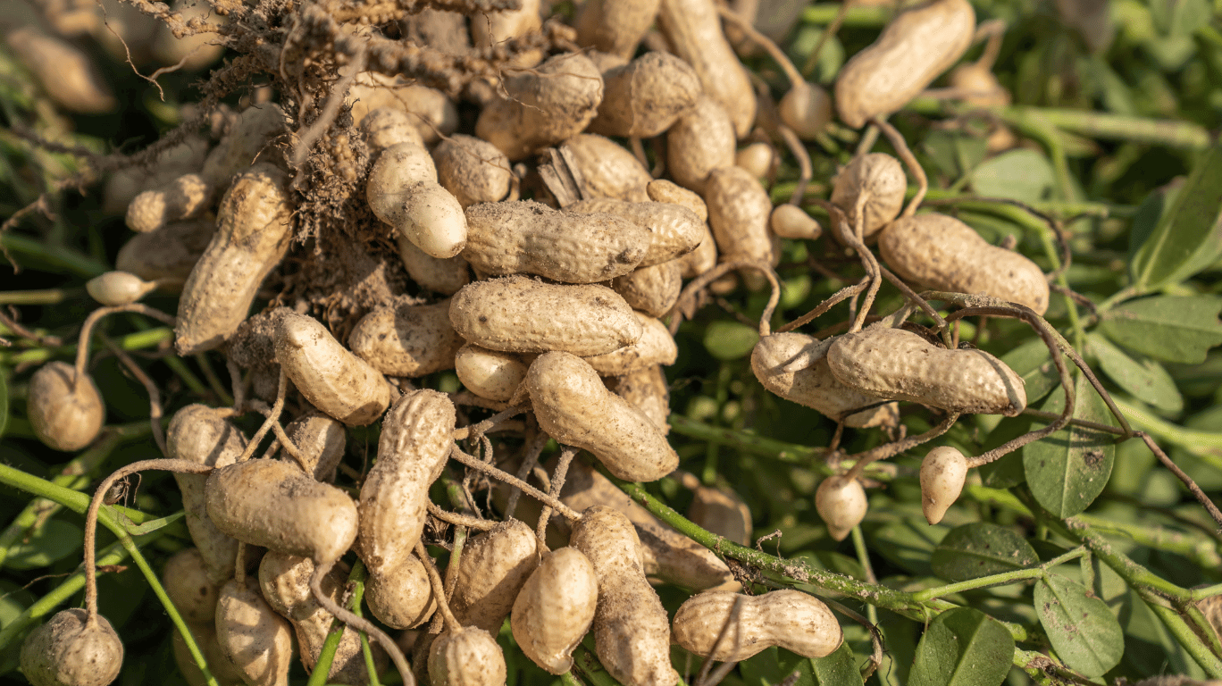 Looking For The Best Groundnut Oil In India? Discover Cold-Pressed, Chemical-Free Groundnut Oils Known For Rich Aroma, Purity, And Heart-Healthy Nutrients.