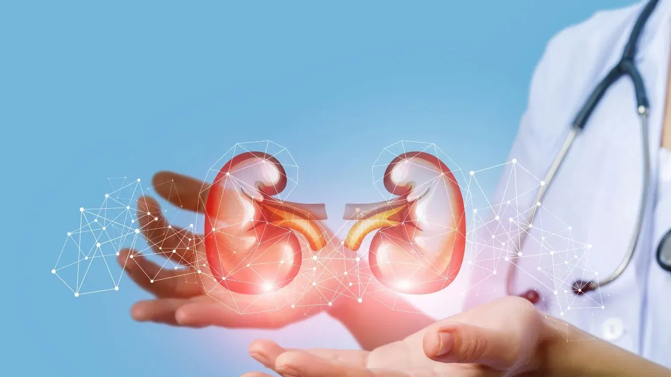 இதில் உள்ள ஆன்டிஆக்சிடன்ட்கள் மற்றும் சத்துக்கள் உடலில் உள்ள அழற்சிகளை குறைத்து சிறுநீரகங்களை பாதுகாக்க உதவுகின்றன.