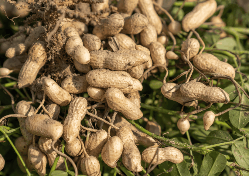 शेंगदाणा तेल – लाकडी घाण्यातून काढलेले शुद्ध कोल्ड प्रेस्ड ग्राउंडनट ऑइल