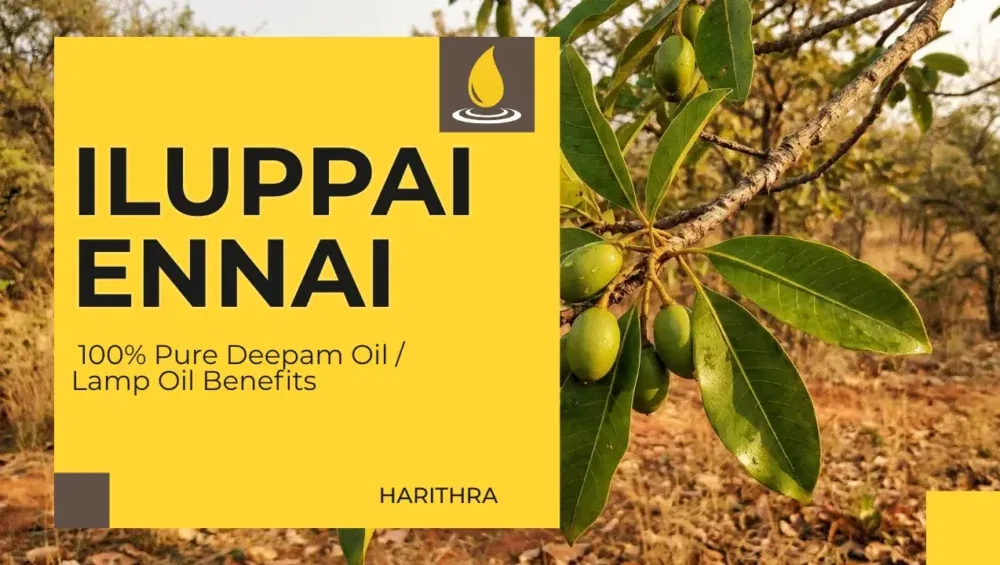 Iluppai Ennai 4 Buy Pure Iluppai Ennai (Mahua Oil) Online In India, Traditionally Sourced Mahua Oil For Deepam And Household Use