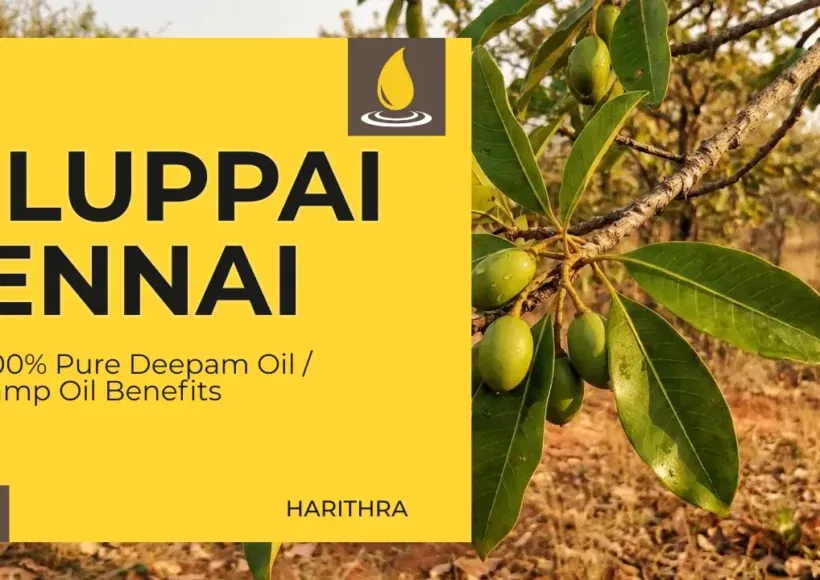 Buy Pure Iluppai Ennai (Mahua Oil) Online In India, Traditionally Sourced Mahua Oil For Deepam And Household Use