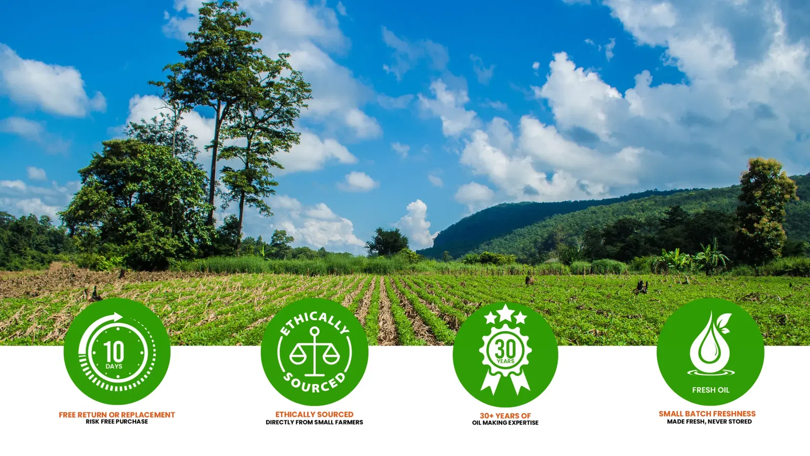 Cold-Pressed Peanut Oil Showing Key Nutrients And Healthy Fats